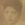 Philip Wolfzoon Mozesen Rosa119161945
