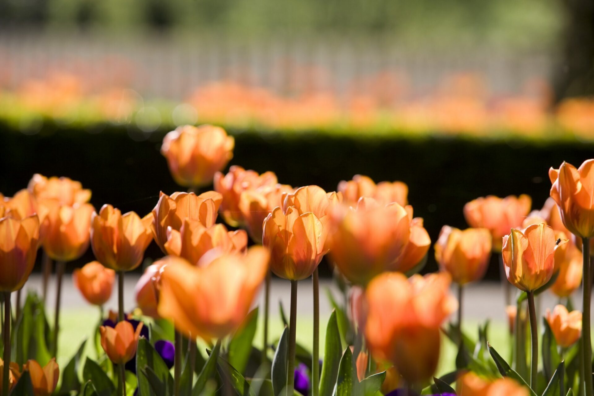 Bloemen en kransen